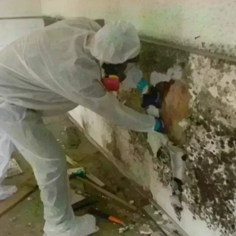 Mold Remediation and Removal in Huntington, UT